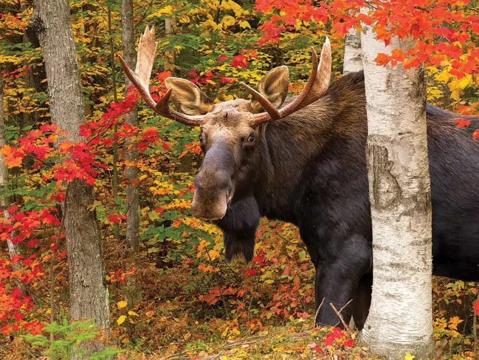 Autumn King (1419pz) - 500 Pieces