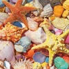Beach Shells (1486pz) - 500 Pieces