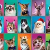 Cat Portraits (1850pz) - 500 Piece Jigsaw Puzzle